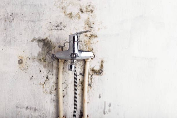 Trusted Hewlett, NY Mold Remediation Experts