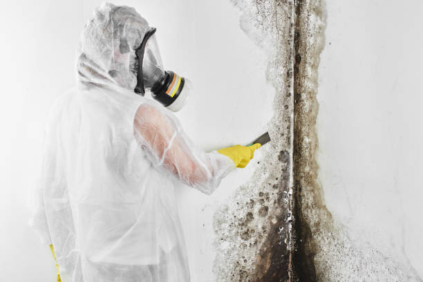Best Attic Mold Remediation in Hewlett, NY