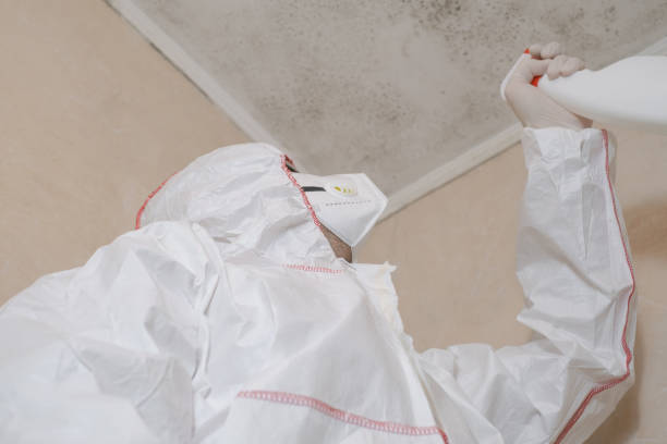 Best Residential Mold Remediation in Hewlett, NY