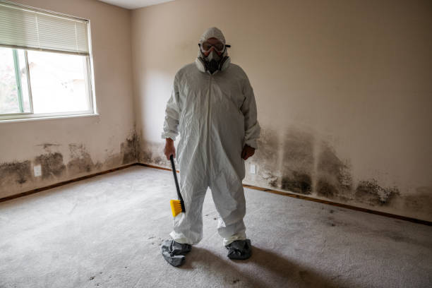 Best Post-Flood Mold Remediation in Hewlett, NY