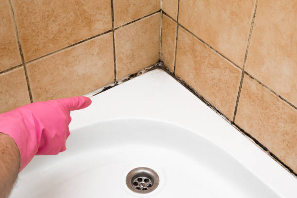 Best Kitchen Mold Remediation in Hewlett, NY